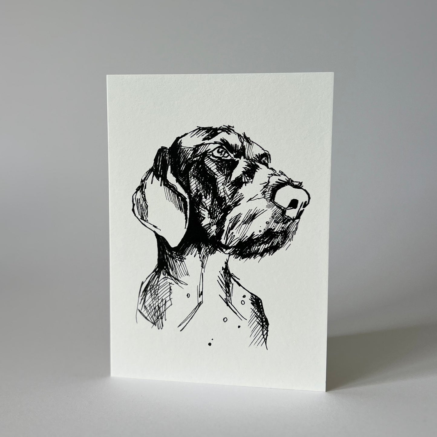German wirehaired pointer greetings card