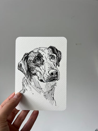 Roo drawing