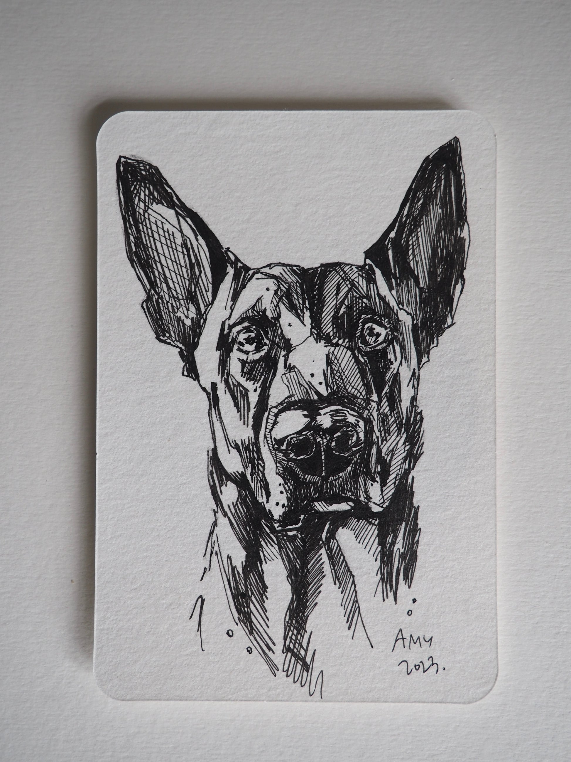 pen sketch of a working dog on a small postcard