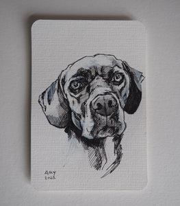 Pup postcard in pen