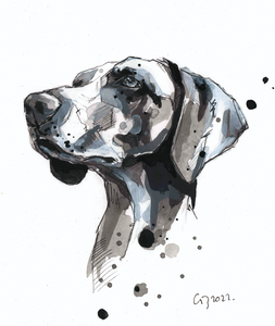 DAILY DOG COMMISSION
